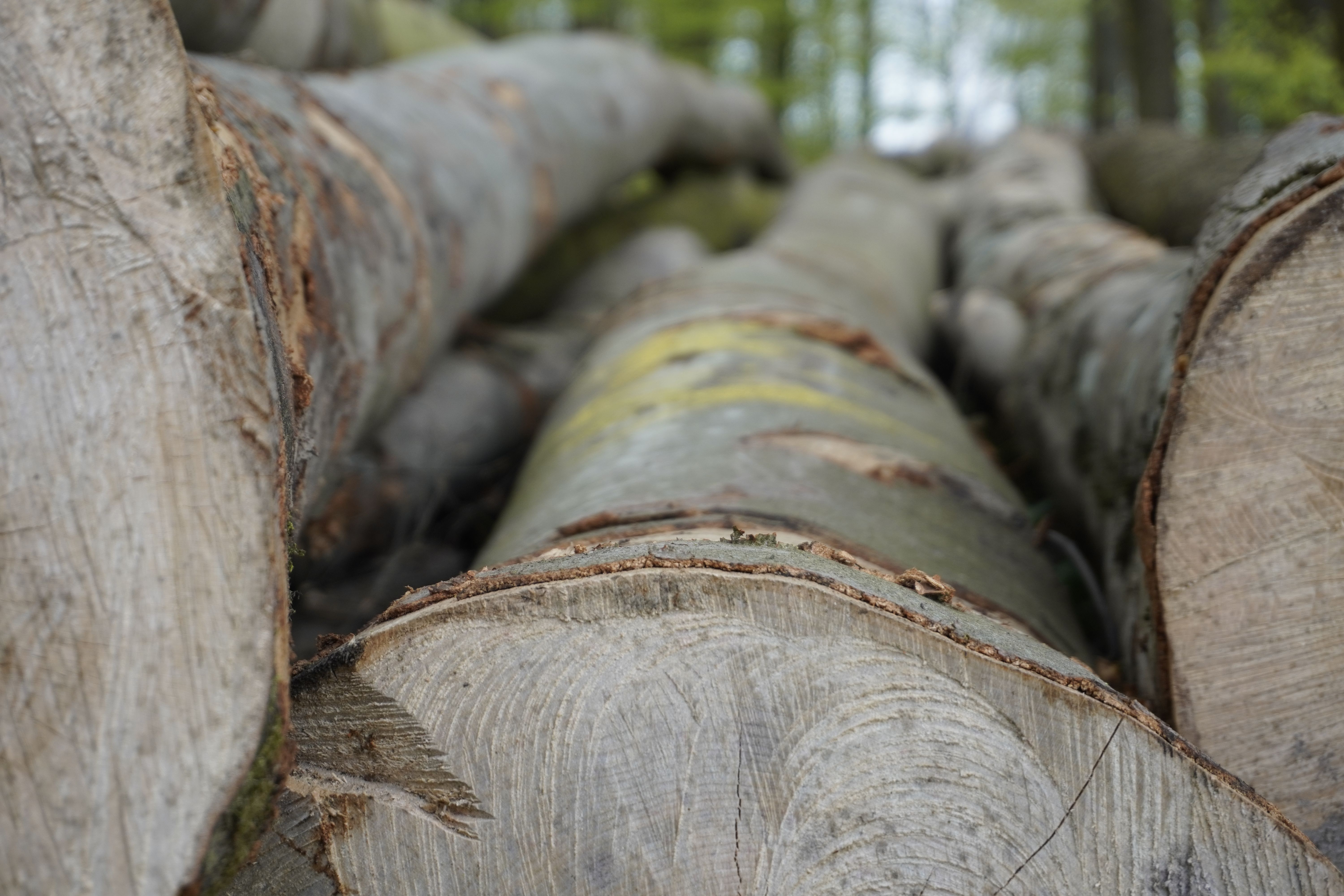Holz zum Weiterverarbeiten; (c) Gemeinde Remchingen; Alina Di Sannio